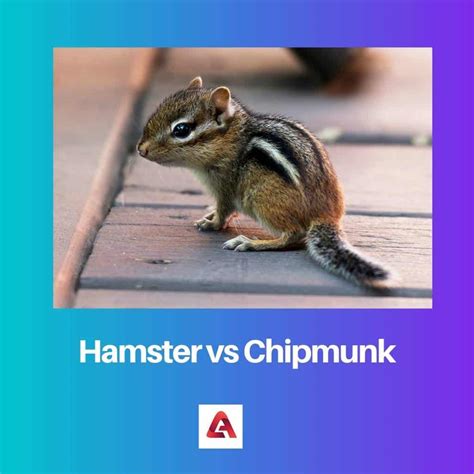 Hamster Vs Chipmunk Erinevus Ja Võrdlus