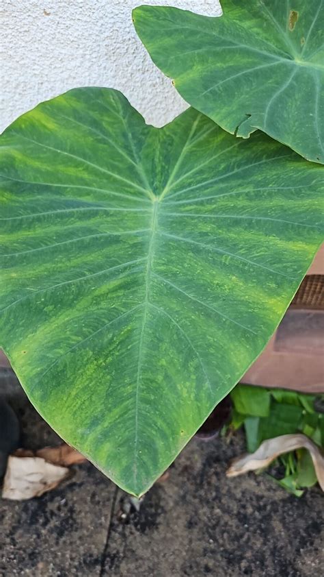 Colocasia Tiger Stripe Alocasia Colocasia Xanthosoma Unsere