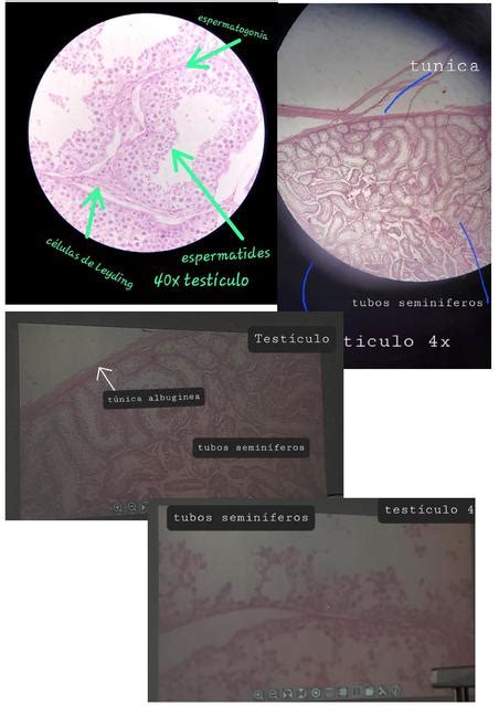 Laminas Histología Silmoa528 uDocz