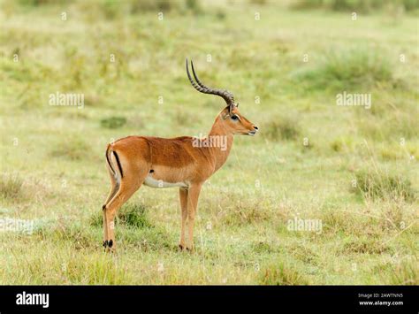 Impala Gazelle Mittelgroße Antilope Amboseli Afrika Stockfotografie