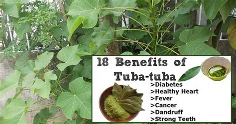 Wonder Fruits, Plants and Seeds: Do you know Tuba-tuba leaf are useful for our health as well as ...