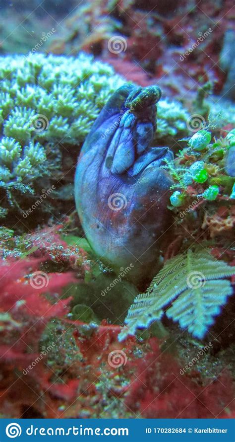 Polycarpa Aurata In Bali Sea Among Sea Corals Violet Blue Species