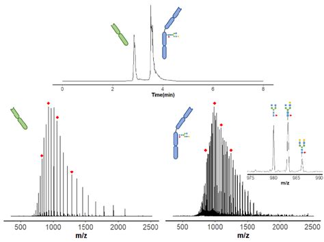 Chromatogram Of Nistmab Lc And Hc Top Ms Spectra Of Lc Bottom Left Download Scientific