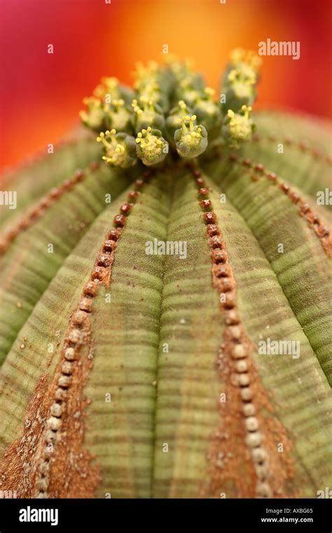 Euphorbia Obesa Flower Hi Res Stock Photography And Images Alamy