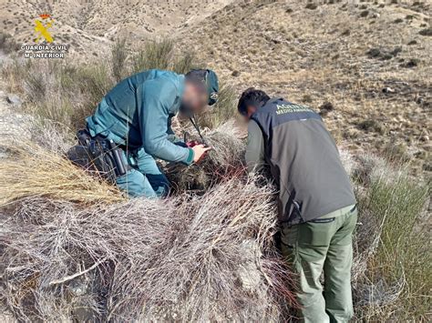 La Guardia Civil Investiga A Una Persona Por Dar Muerte A Un Ejemplar