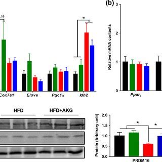 Alphaketoglutarate Supplementation Promotes Beige Adipogenesis In