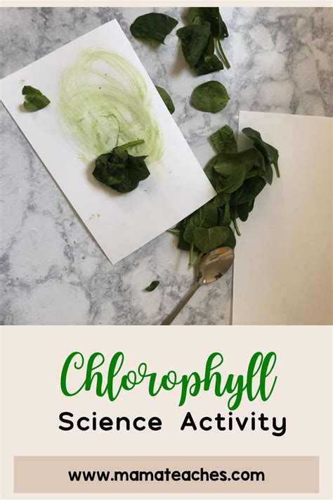 Stem Chlorophyll Science Activity Mama Teaches