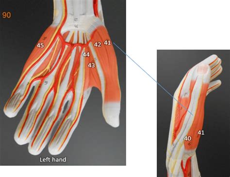 Hand anterior muscles Diagram | Quizlet