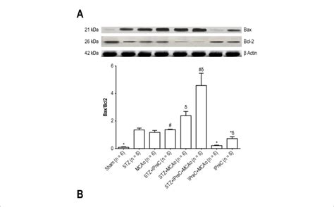 A Western Blot Analysis Of Caspase 3 Protein In Cardiac Tissues Of All