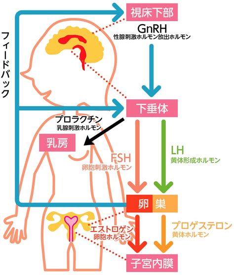 女性のカラダのしくみと女性ホルモン 漢方ビュー 漢方のポータルサイト