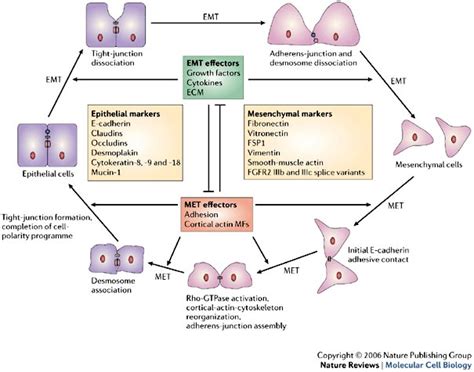 Understanding Mesenchymal To Epithelial Cell Transition May Be Key For