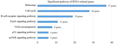 Identification Of Bcell Translocation Gene Controlled Gene Networks