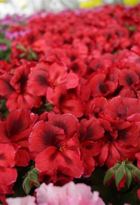 Pelargonium Grandiflorum Elegance Fanny Engelsk Pelargonie