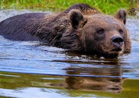 Bear Brown River Grizzly Free Photo On Pixabay Pixabay