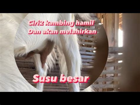 Ciri Ciri Atau Mengenali Kambing Hamil Dan Akan Melahirkan Youtube