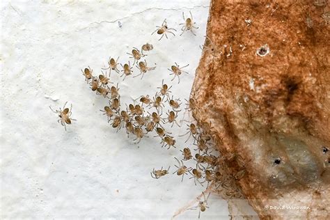 Spider Egg Sac - Singapore Geographic