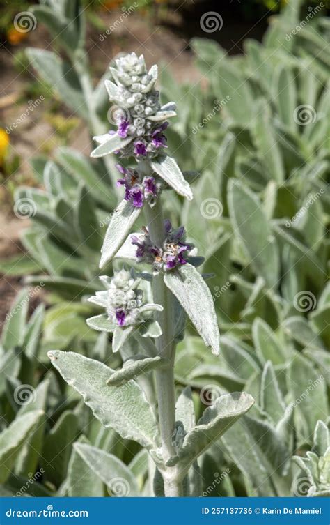 Flower Stem Of A Lamb`s Ear Ground Cover Stock Photo Image Of Ears