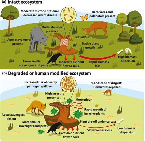 Ecosystem