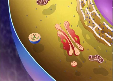 A Level Biology Animations - ructi