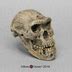 Dmanisi Homo Erectus Skull Bone Clones Osteological Reproductions