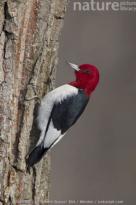 Stock Photo Of Red Headed Woodpecker Melanerpes Erythrocephalus Ohio