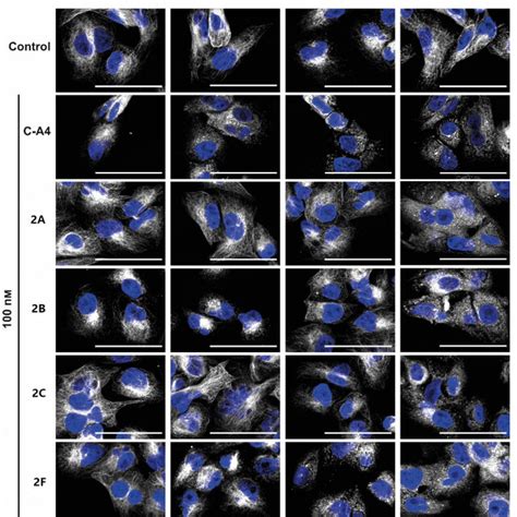 Immunofluorescence Images Of 518A2 Melanoma Cells Treated With