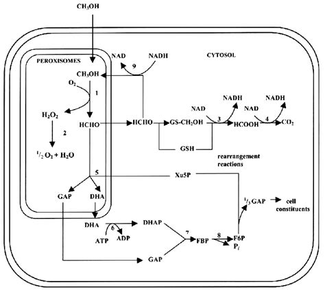 Methanol Metabolism Pathways And Their Compartmentation In Download Scientific Diagram