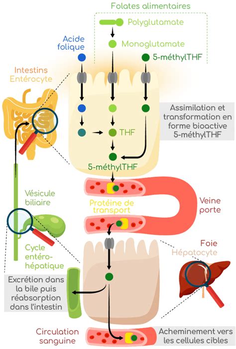 Vitamine B Diff Rentes Formes Et R Les Biologiques Nutrixeal Info