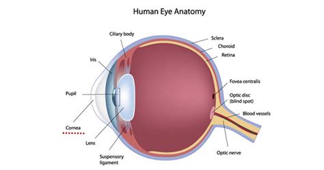 Anatomy Of Cornea - New