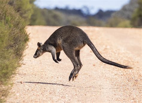 Swamp Wallaby Swamp Wallaby PSeubert Flickr