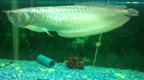 Big Silver Arowana Fish Ittigegude Mysore Jayaramu Ph 919448402027