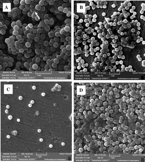 Sem Analysis Of The Staphylococcus Aureus Biofilm Atcc A