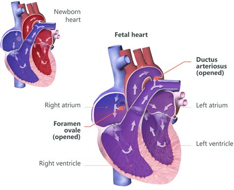 Fetal Heart Anatomy Anatomical Charts Posters