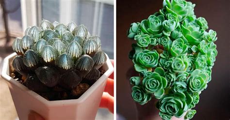 Unique Types Of Succulents You Ve Probably Never Heard Of Before