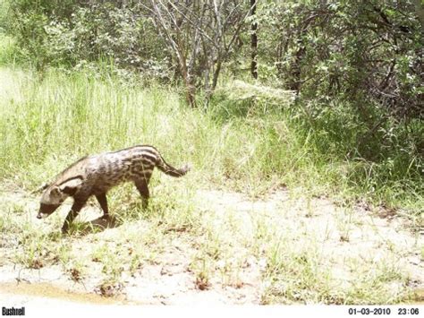 Closer look: civets and genets | Snapshot Serengeti