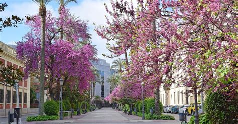 CERCIS SILIQUASTRUM árbol del amor