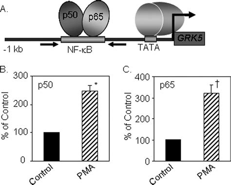 Pma Enhances Recruitment Of Nf B Proteins P And P To The Grk