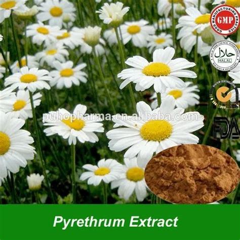 Pyrethrum Extract Pyrethrum Latest Price Manufacturers Suppliers