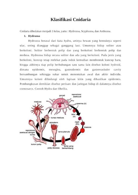 Docx Klasifikasi Cnidaria Dokumentips