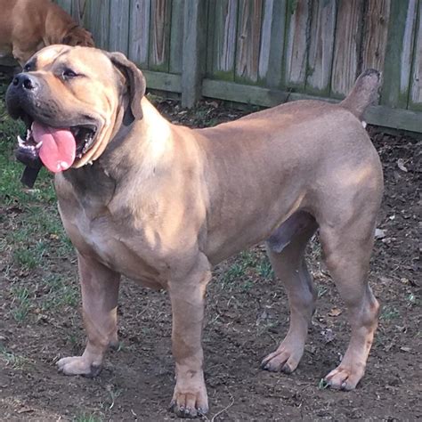 South African Boerboel Puppies