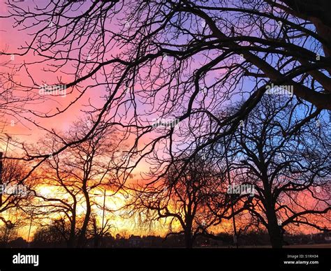 Winter sunset through trees, Wimbledon Common, United Kingdom Stock ...