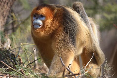 Golden Snub Nosed Monkeys In Foping National Nature Reserve