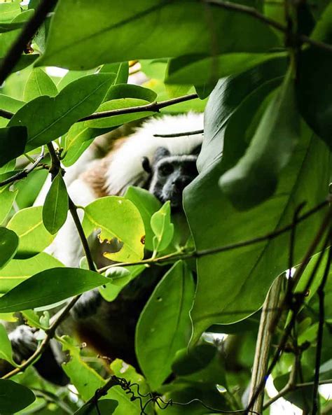 Tayrona National Park The Green Adventurers