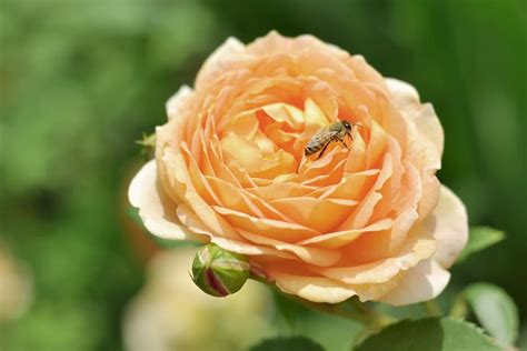 6 Orange Rose Bushes That Add Juicy Joyful Color To Your Yard Lovetoknow