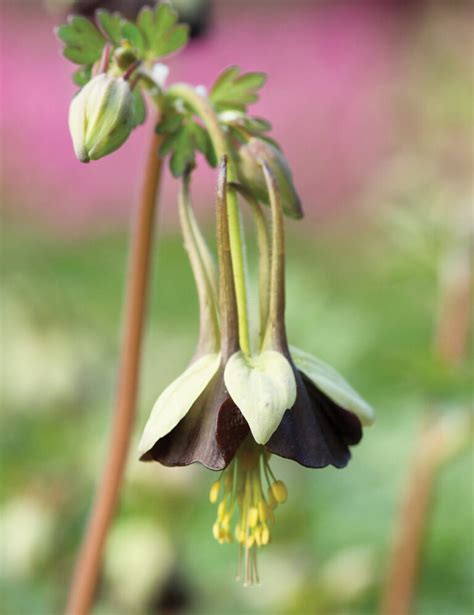 Aquilegia Viridiflora Chocolate Soldier” Thy Til Stauder