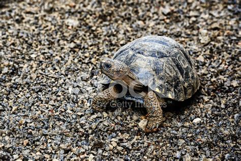 Young Santiago Giant Tortoise, Galapagos Islands Stock Photo | Royalty ...