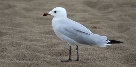 Audouin S Seagull Free Stock Photo Public Domain Pictures