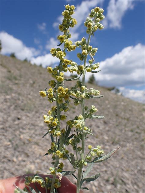 Artemisia Ludoviciana Ssp Incompta White Sagebrush Flickr