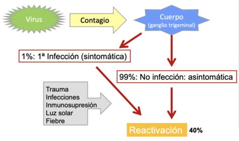 Infecciones V Ricas Flashcards Quizlet