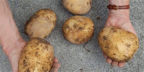 Tips for Choosing and Planting Potatoes in Your Garden